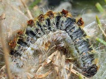 Chenille