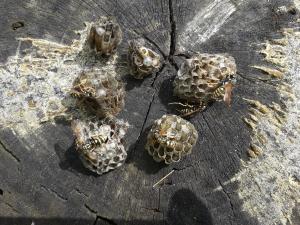 GUEPES GOUTIERES