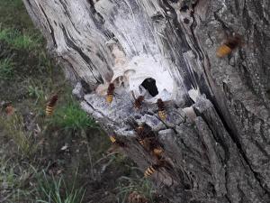FRELONS ACCACIA