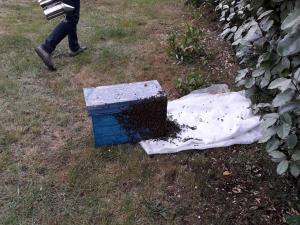 RECUPERATION ESSAIM ABEILLES