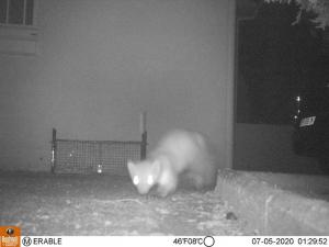 Surveillance CAM Infra Rouge, Cage � Fauve, Fouine